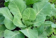cabbage