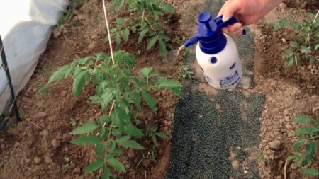 fertilizer