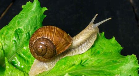 snail