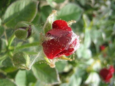 rose on the web