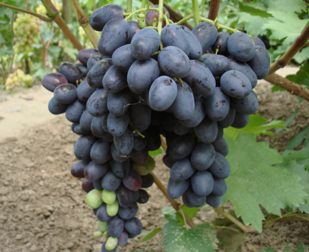 Raja grapes