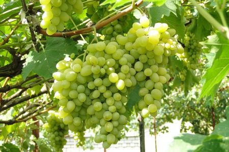 grape