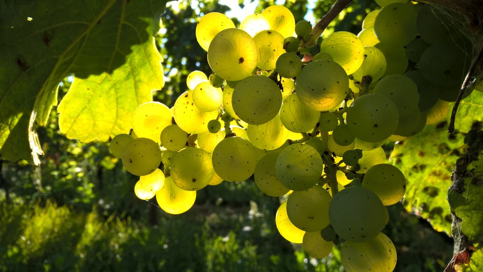 Grape varieties