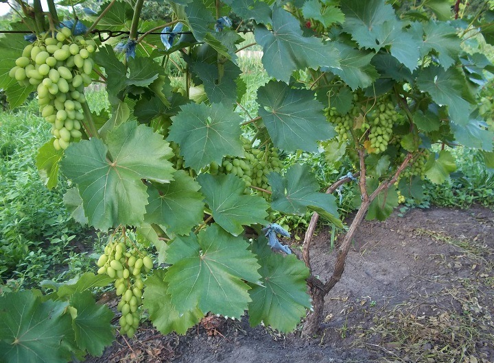 grape care in summer