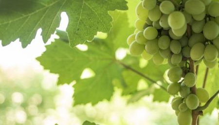 grape photo