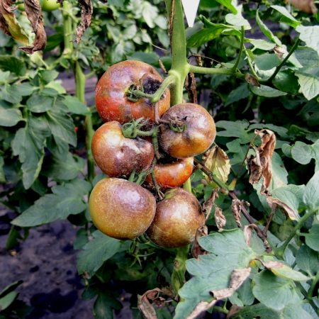 bad tomatoes