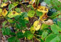 Leaves turn yellow