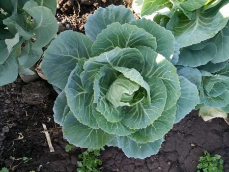 Cabbage