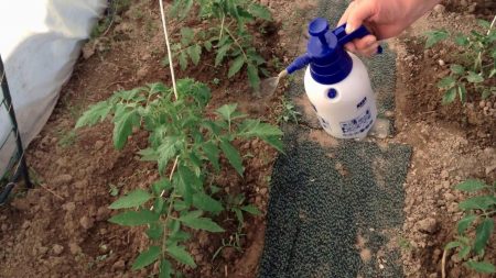 fertilizer