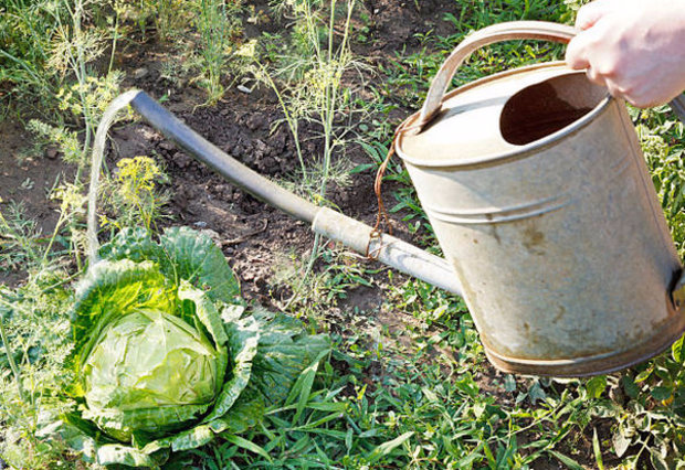 water the cabbage