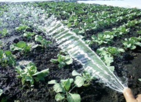 Drop watering cabbage