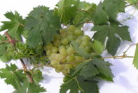 Zeleno grožđe