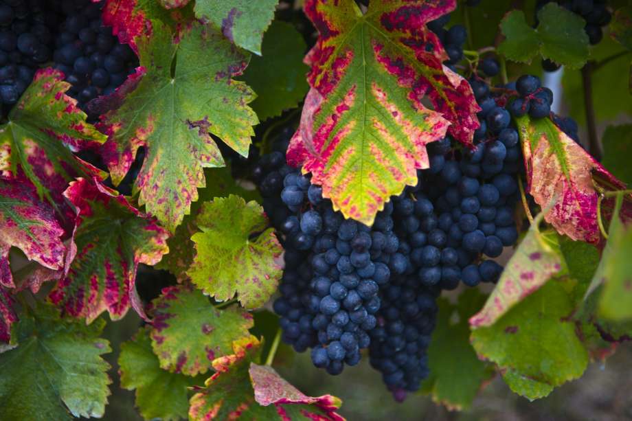 Grapes Northern Marsh