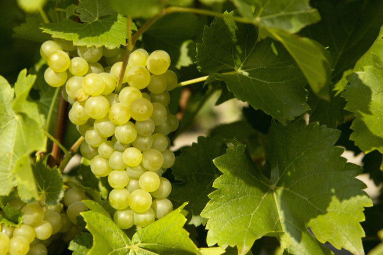  super extra grapes