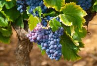 vinarija zilga