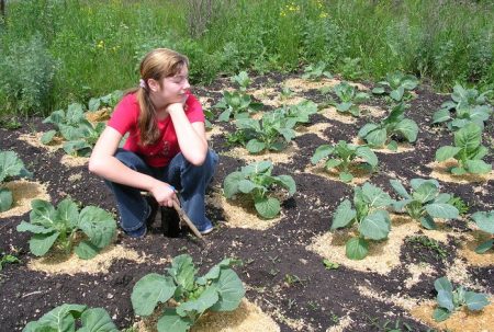 How to feed cabbage