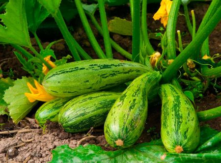 Harvest of zucchini