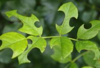 rose leaves in a hole