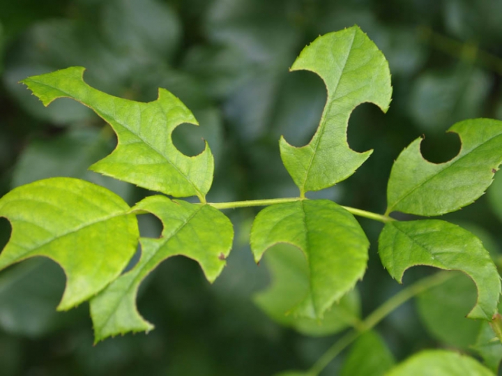 rose leaves in a hole
