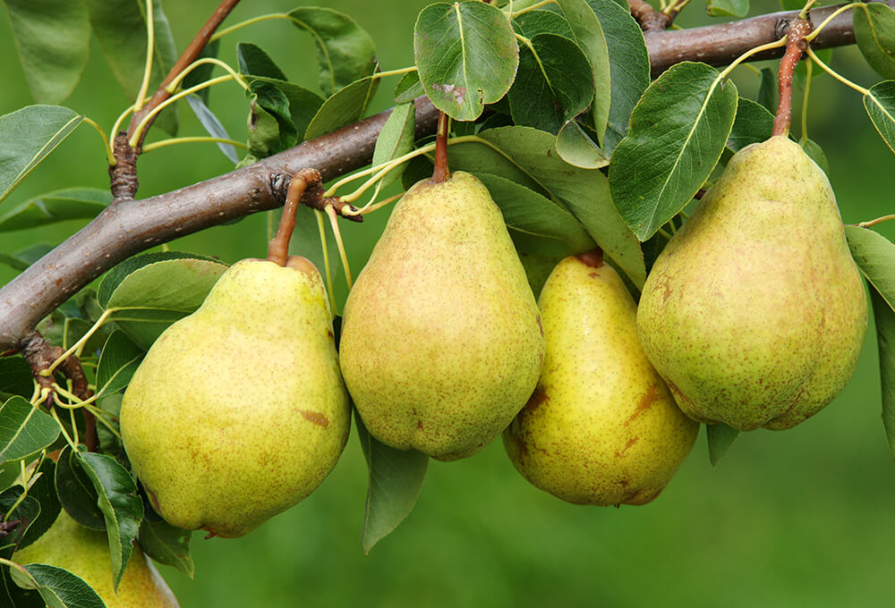 Pears