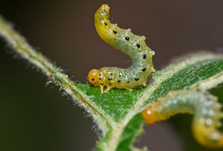 caterpillars on roses