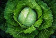 variety for salting