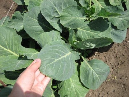 cabbage leaves