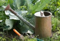 fighting aphids