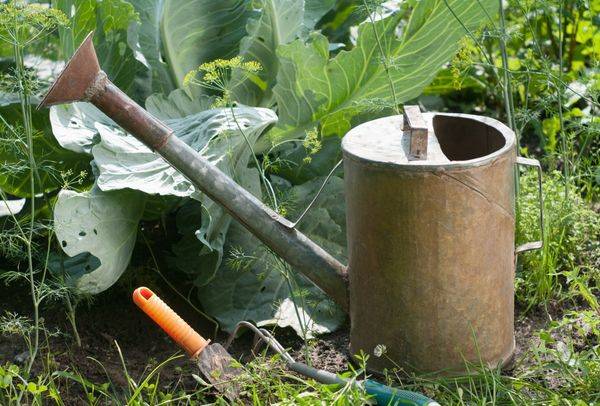 fighting aphids