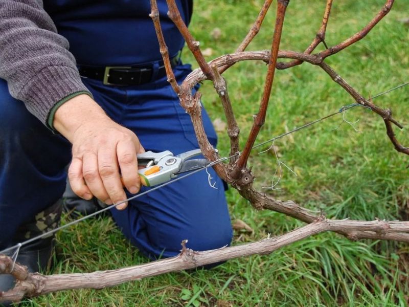 spring pruning