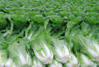 growing cabbage