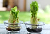 Chinese cabbage their stumps