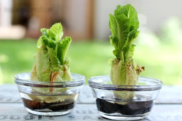 Chinese cabbage their stumps
