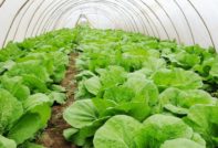 growing cabbage