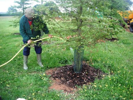 watering trees
