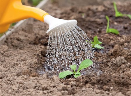 watering cabbage