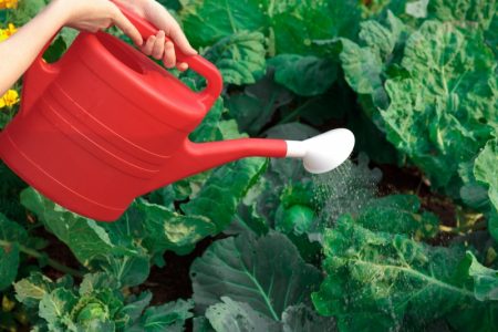 watering cabbage
