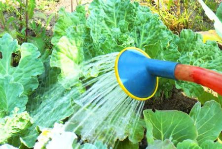 watering cabbage