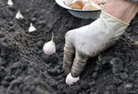 planting garlic