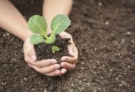 feeding seedlings of cabbage