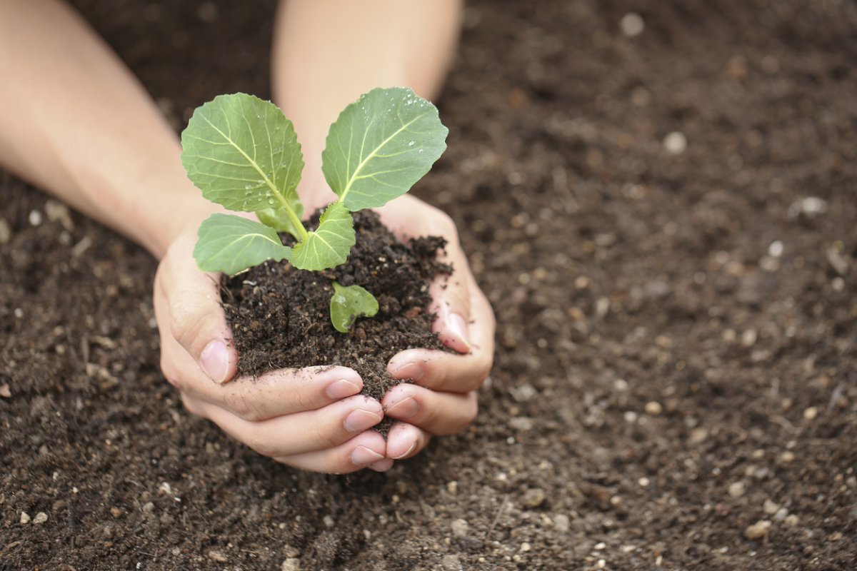 feeding seedlings of cabbage