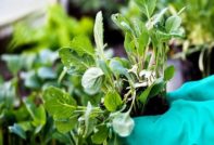 seedlings fade
