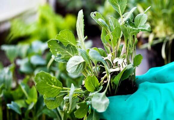 seedlings fade