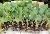seedling care kohlrabi