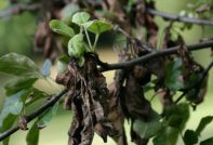 twisted leaves on a pear