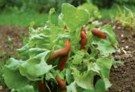 Slick on Cabbage