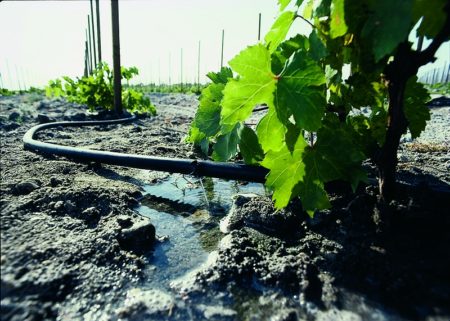 Watering grapes