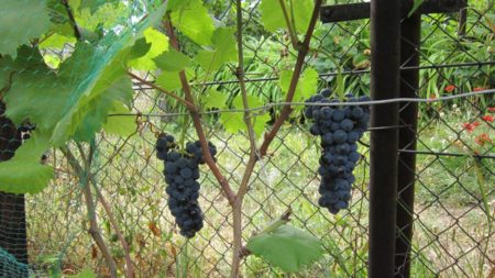 Vine