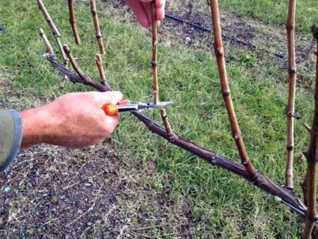 Grape pruning