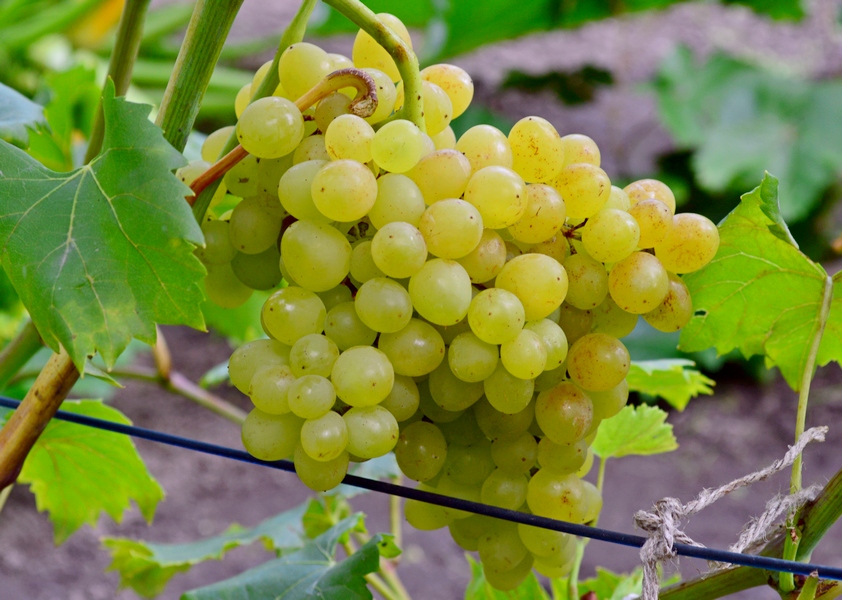 Grapes Kishmish